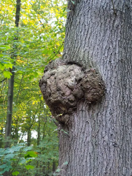 Vagevuurbos en Lippensgoed-Bulskampveld (België)